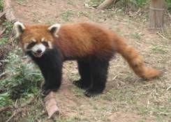 http://www.elisasjourneys.com/China%20Pictures/Chengdu%20&%20Wolong/1RedPanda.jpg